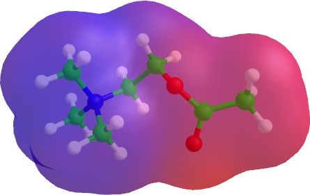 Acetylcholine MEP surface