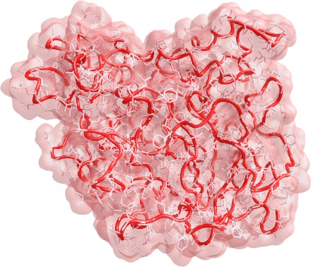 Carboxylesterase 2 model