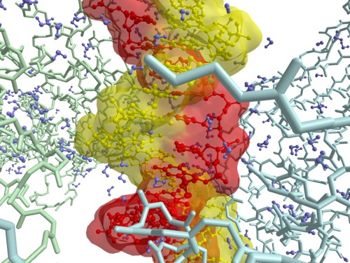 STAT3B/DNA complex