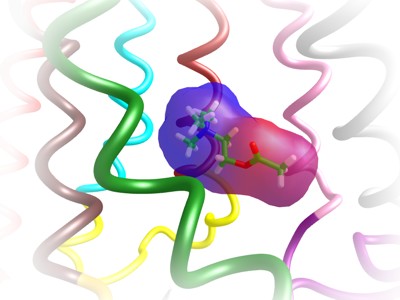 M1 muscarinic receptor - acetylcholine complex