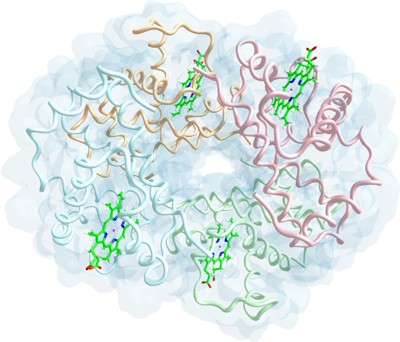 Hemoglobin