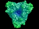 Glutamate transporter EAAT1 surface