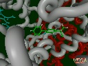 PGH2 Synthase-1